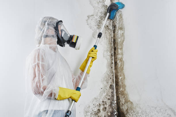 Mold Removal Process in Bean Station, TN