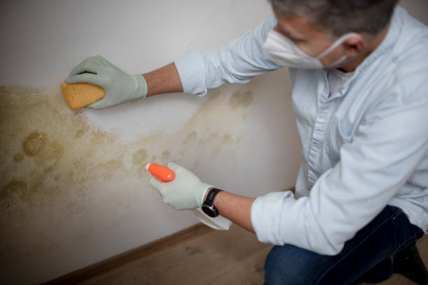 Best Commercial Mold Removal  in Bean Station, TN