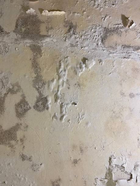 Trusted Bean Station, TN Mold Removal Experts
